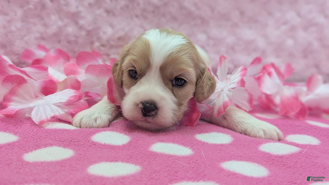 Cockapoo dogs for sale: Rebel - Image 15