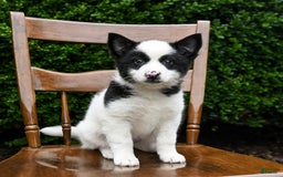 Border Collie dogs for sale: Poppy - Image 4
