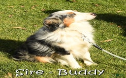 Miniature Australian Shepherd dogs for sale: Jace - Image 11