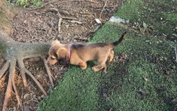 Dachshund dogs for sale: Lena - Image 21