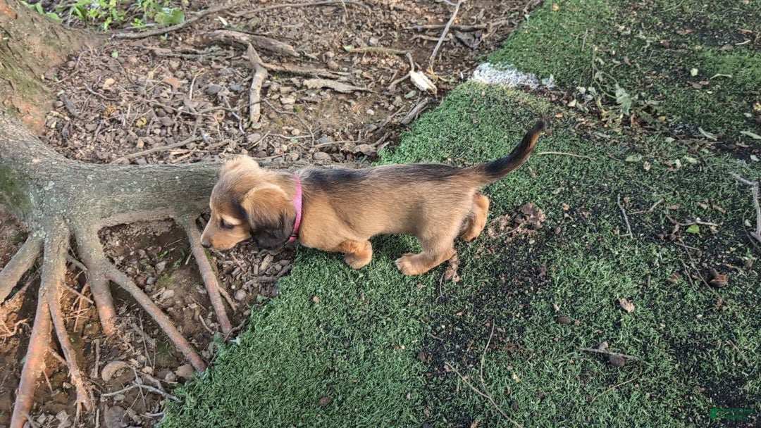 Dachshund dogs for sale: Lena - Image 21