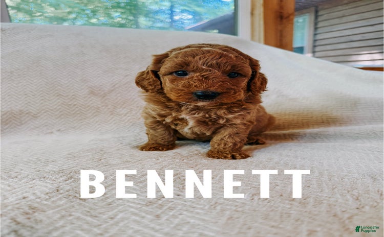 Mini Goldendoodle dogs for sale - Ad 3
