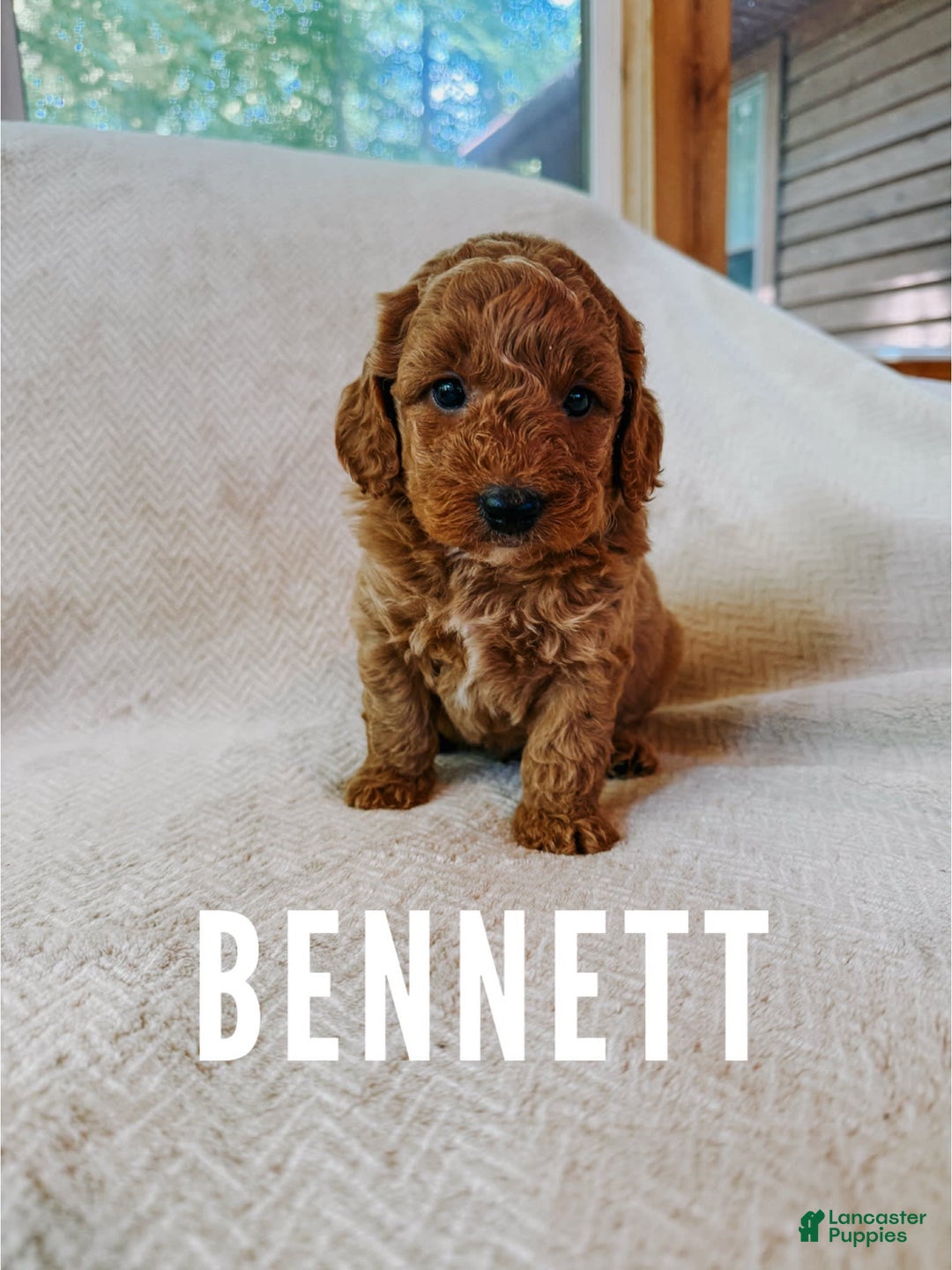 Mini Goldendoodle dogs for sale: Bennett - Image 1