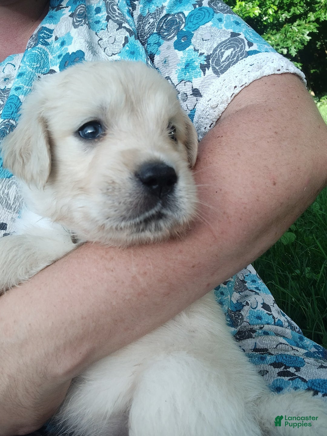 Golden Retriever dogs for sale: Picasso - Image 30