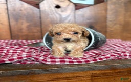 Toy Poodle dogs for sale: Tiny Daisy 🌼 - Image 1