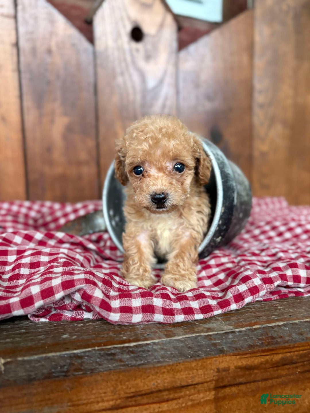 Toy Poodle dogs for sale: Tiny Daisy 🌼 - Image 1