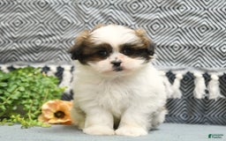 Shihpoo dogs for sale: Moose - Image 3