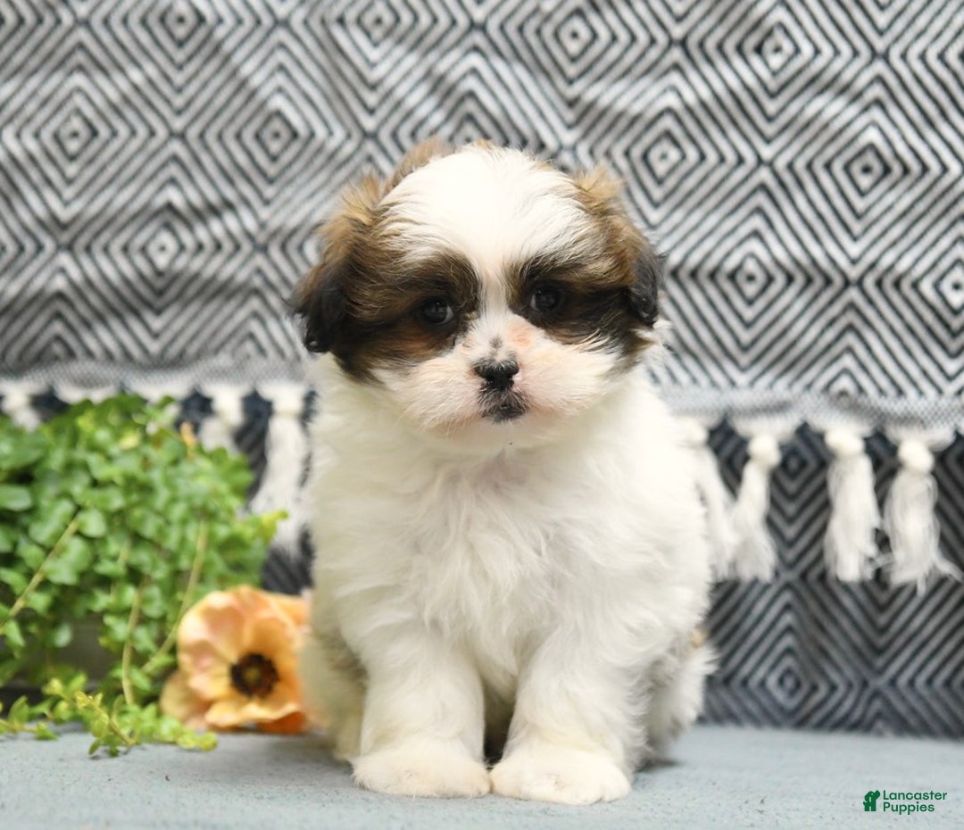 Shihpoo dogs for sale: Moose - Image 3
