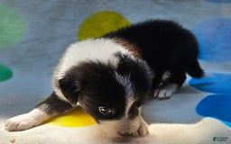 Border Collie dogs for sale: Donnie - Image 4
