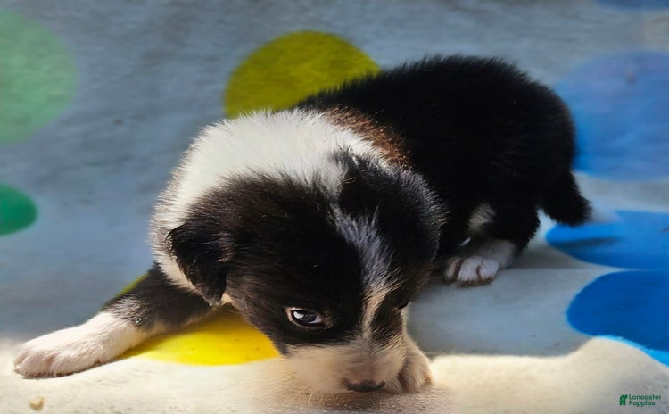 Border Collie dogs for sale - Ad 5