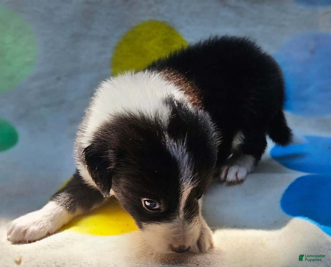Border Collie dogs for sale: Donnie - Image 4
