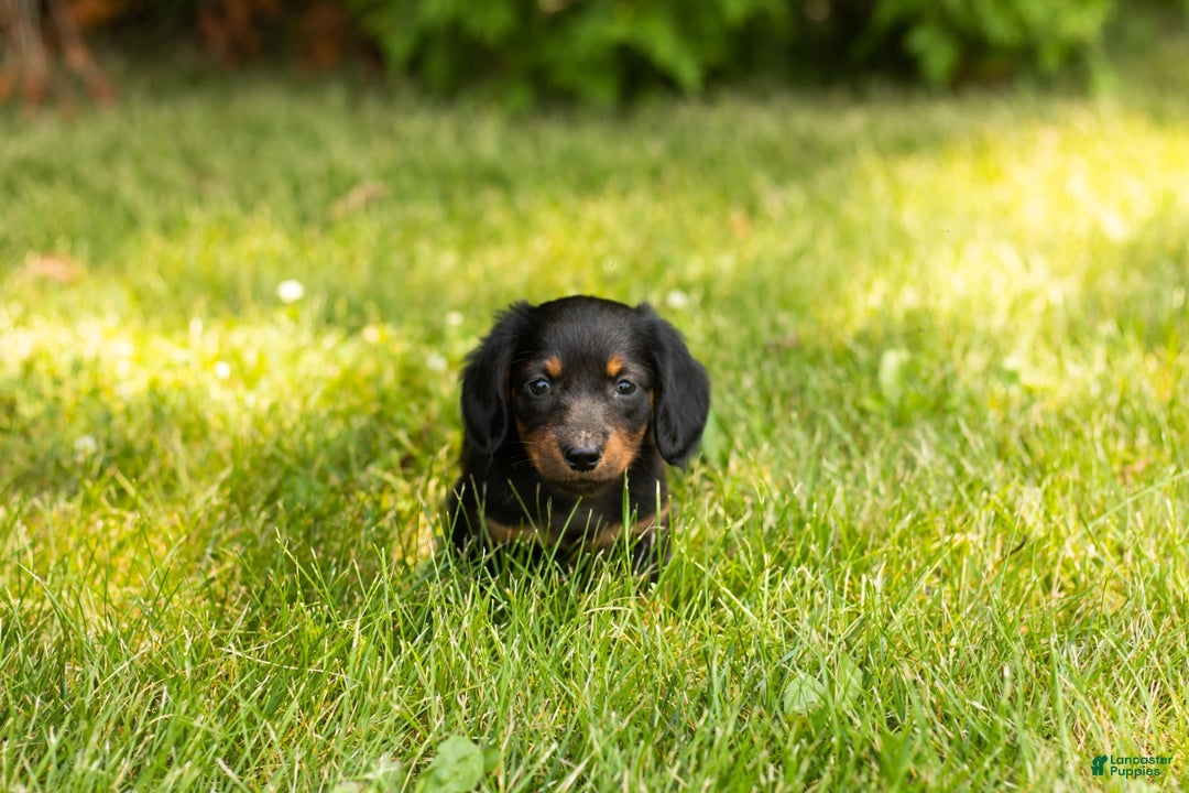 Miniature Dachshund dogs for sale: Nova - Image 4