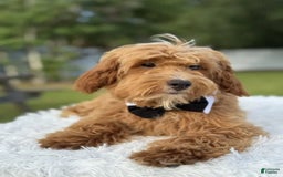 Mini Goldendoodle dogs for sale: Waffles - Image 10