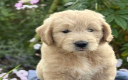 Goldendoodle dogs for sale: Jasmine - Image 9