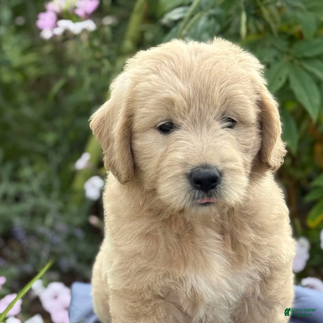 Goldendoodle dogs for sale: Jasmine - Image 9