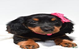 Miniature Dachshund dogs for sale: Luna - Image 5