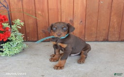 Doberman Pinscher dogs for sale: Doberman Pinscher 3 puppies - Image 8