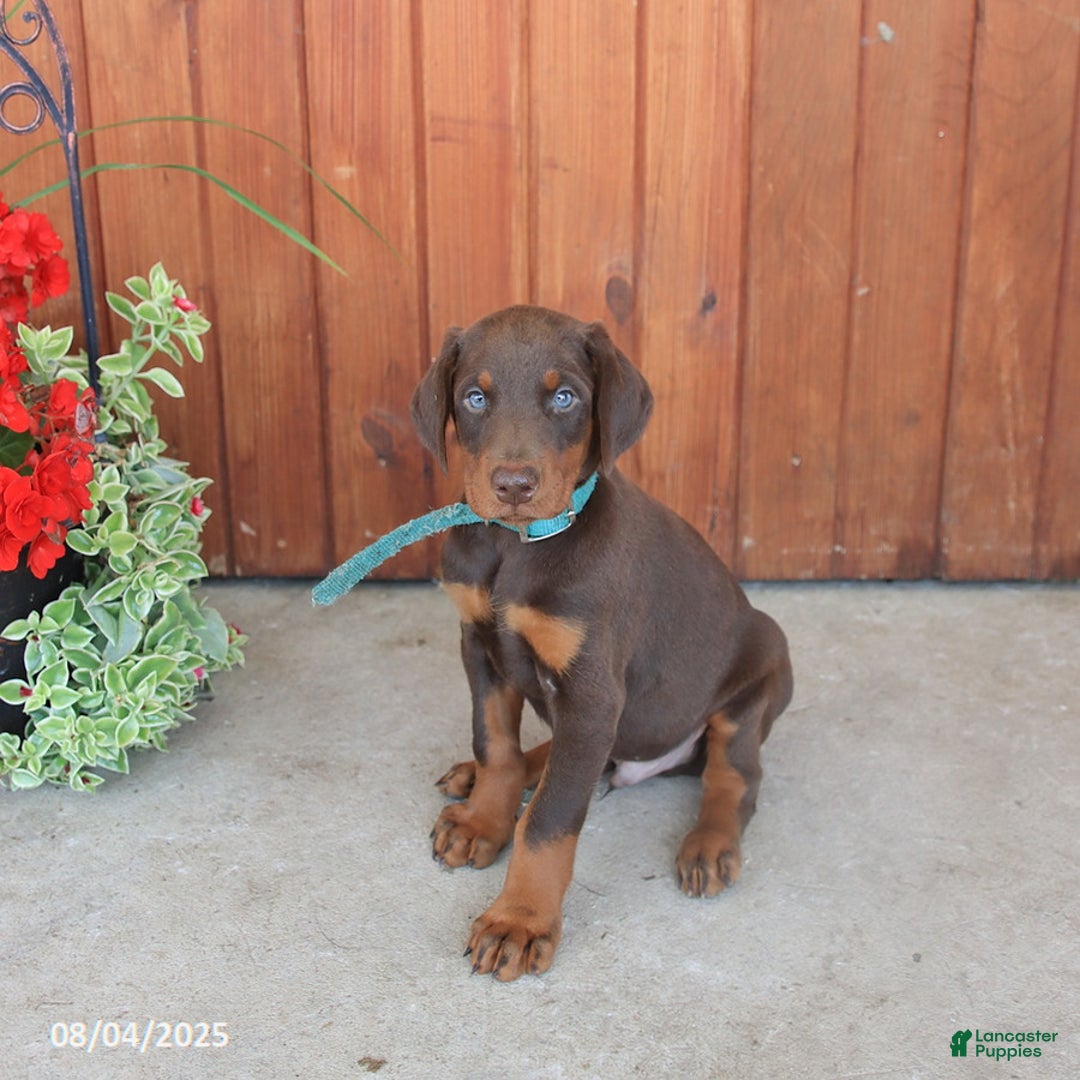 Doberman Pinscher dogs for sale: Doberman Pinscher 3 puppies - Image 8