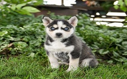 Pomsky dogs for sale: King - Image 5
