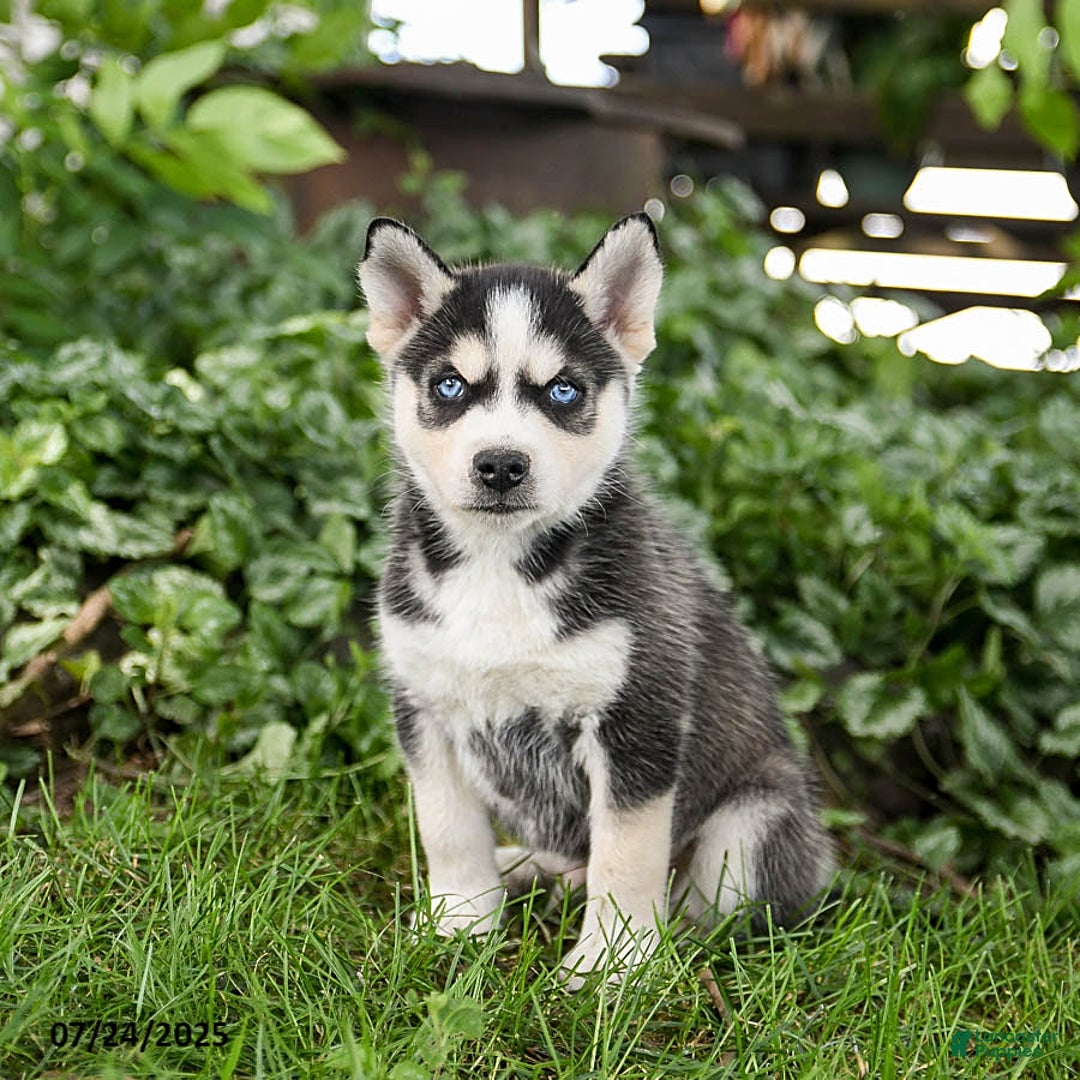 Pomsky dogs for sale: King - Image 5