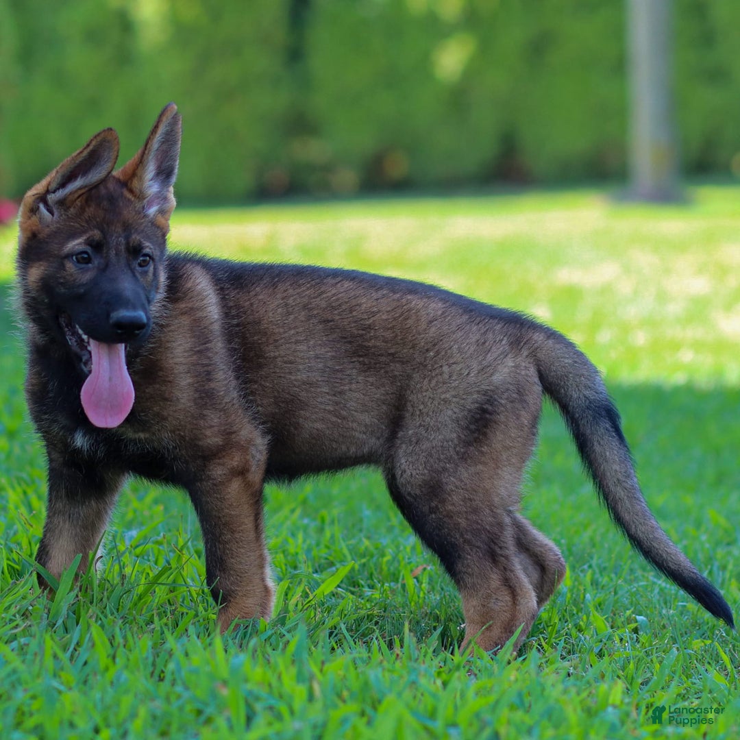 German Shepherd dogs for sale: Freya - Image 9