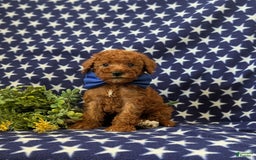 Mini Goldendoodle dogs for sale: Keefer Genetic Testing - Image 4