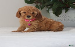 Cavapoo dogs for sale: Crystal - Image 5