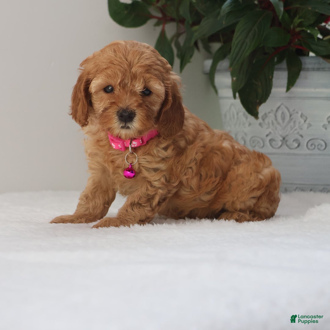 Cavapoo dogs for sale: Crystal - Image 5