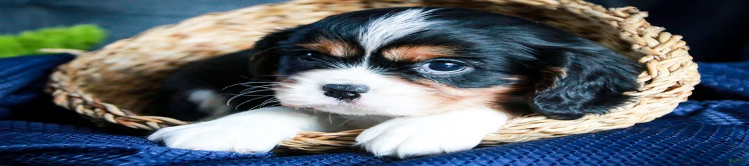 Pongo
