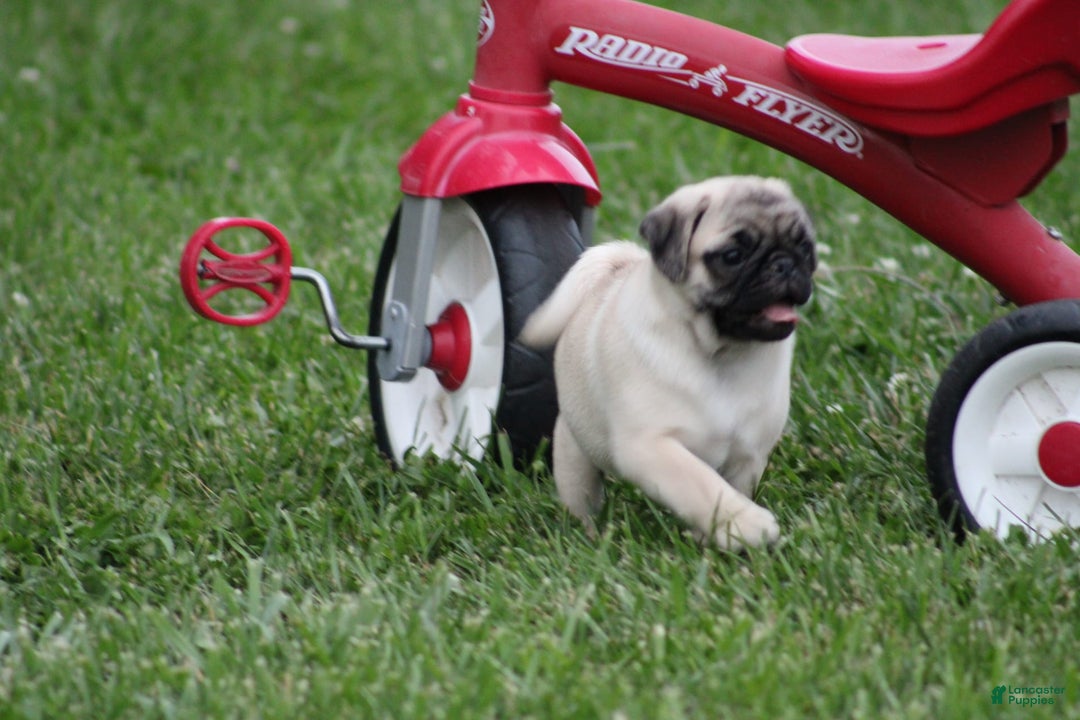 Pug dogs for sale: Edith - Image 1