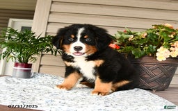 Bernese Mountain Dog dogs for sale: Bruno - Image 13
