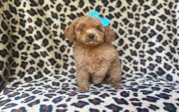 Cockapoo dogs for sale: Mango - Image 8