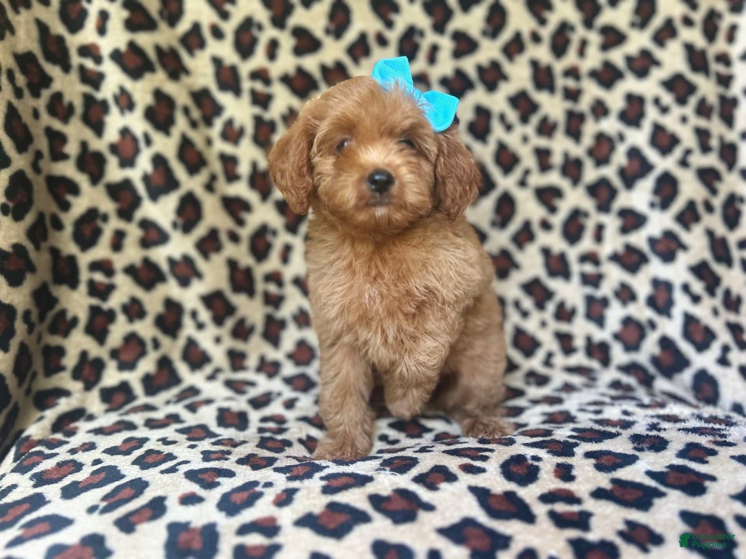 Cockapoo dogs for sale: Mango - Image 8