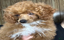 Toy Poodle dogs for sale: Maxi - Image 22