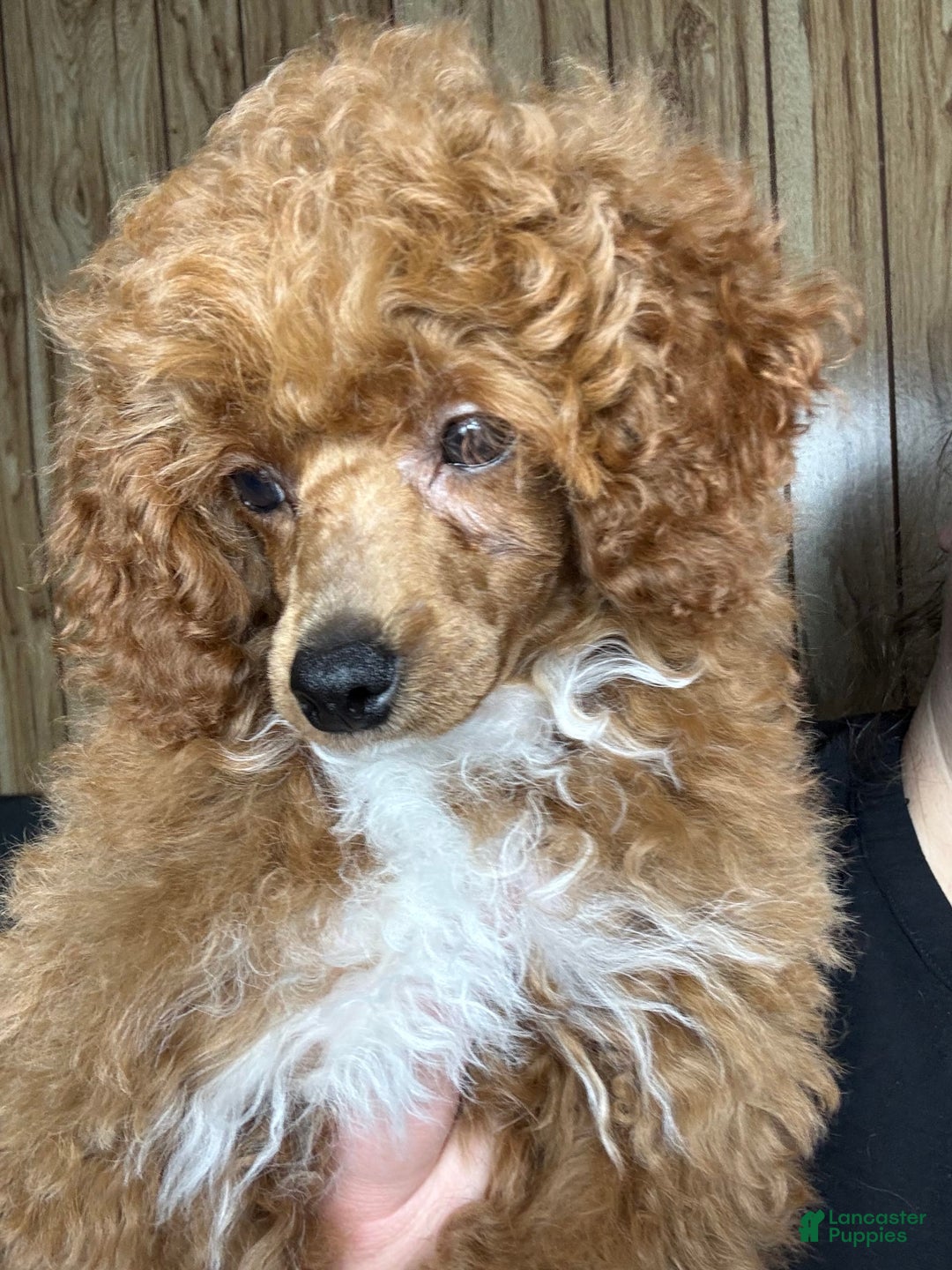 Toy Poodle dogs for sale: Maxi - Image 22
