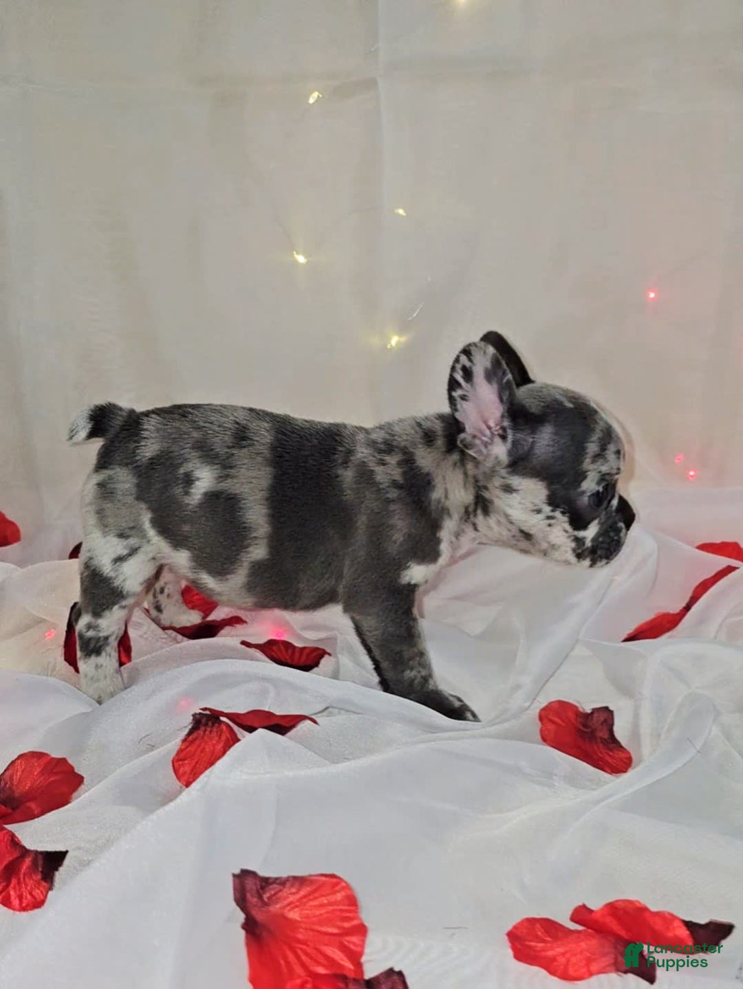 French Bulldog dogs for sale: Missy - Image 5