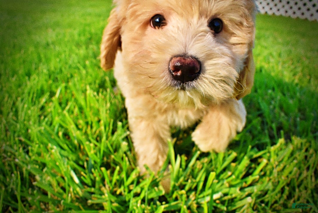 Havapoo dogs for sale: Wags - Image 4