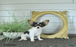 Papillon dogs for sale: Leo - Image 8
