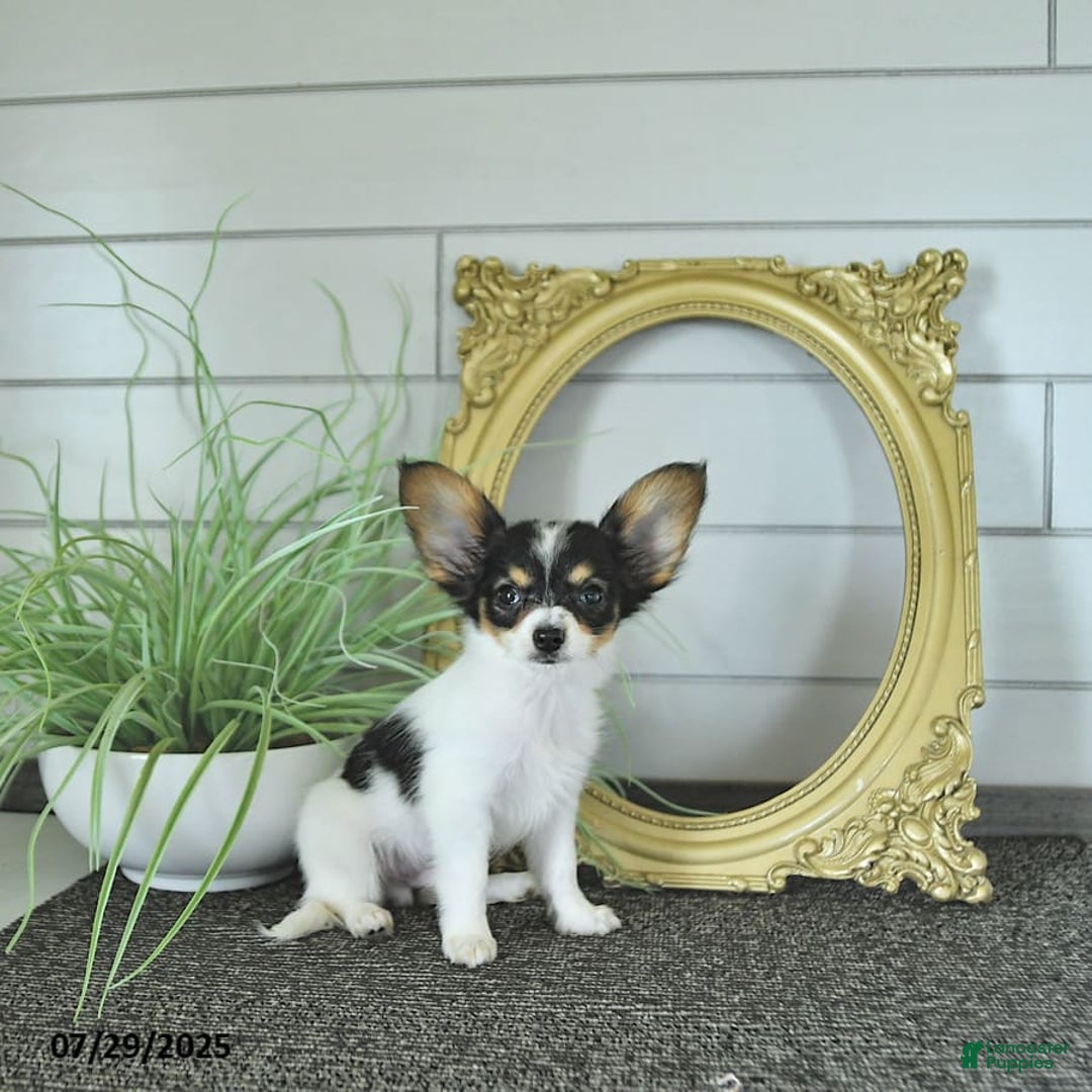 Papillon dogs for sale: Leo - Image 8