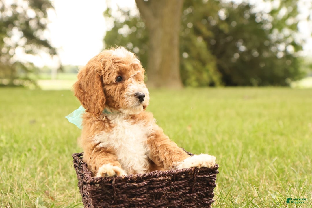 Mini Goldendoodle dogs for sale: Lily - Image 14