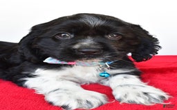 Cocker Spaniel dogs for sale: Pudge - Image 5