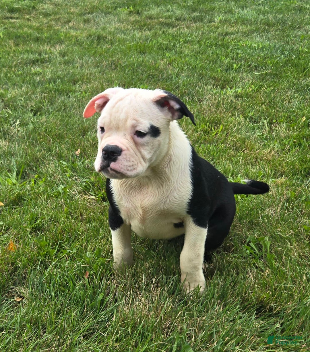 Olde English Bulldogge dogs for sale: Roger - Image 17