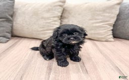 Shihpoo dogs for sale: Raven - Image 3