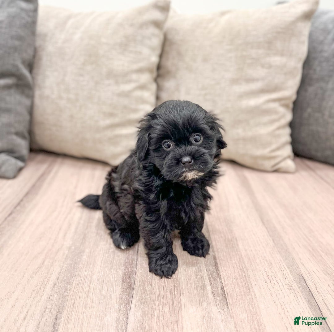 Shihpoo dogs for sale: Raven - Image 3