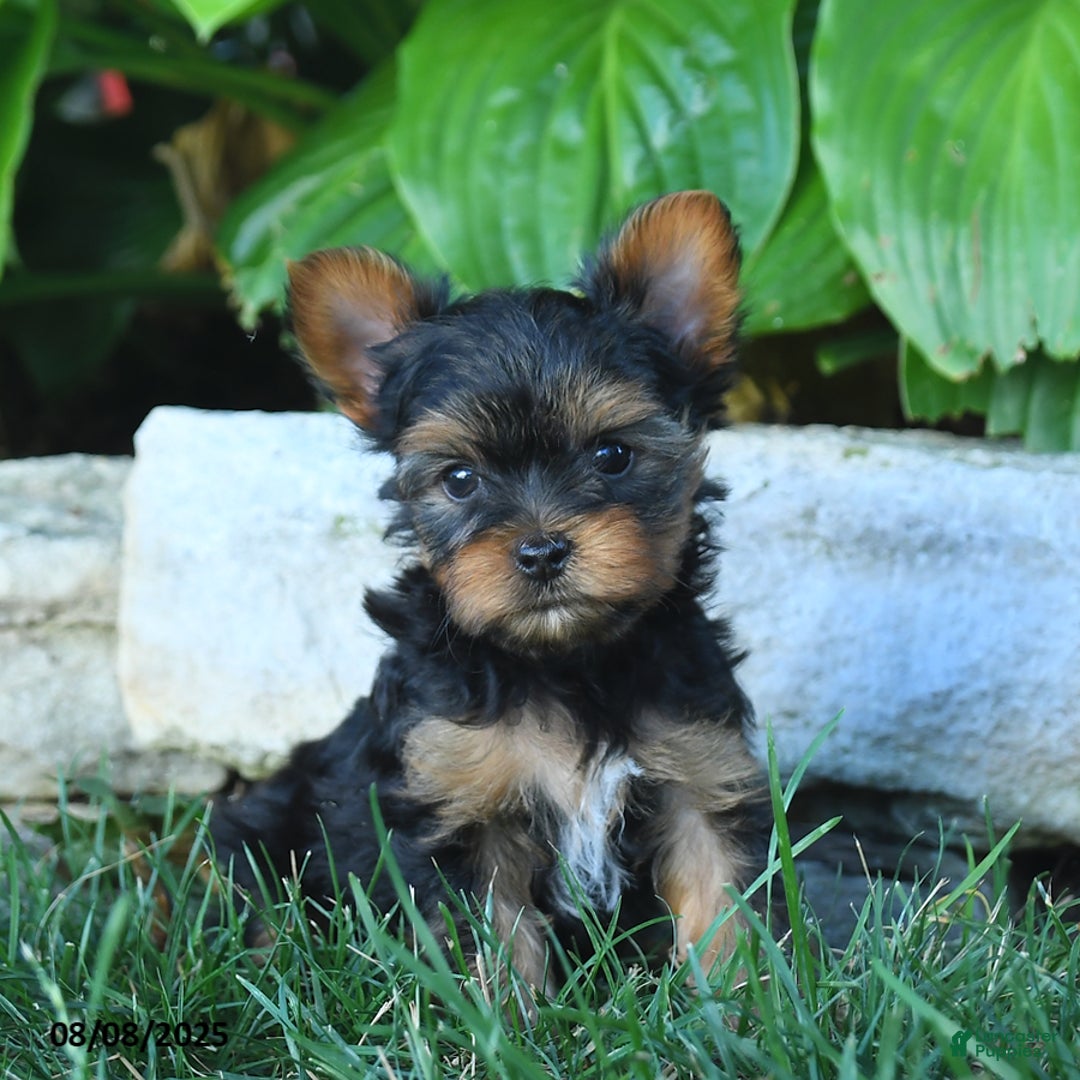 Yorkshire Terrier dogs for sale: Jojo - Image 1