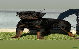 Rottweiler dogs for sale: Tyson - Image 5
