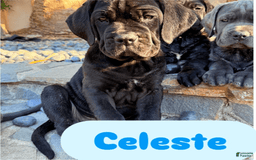 Cane Corso dogs for sale: Celeste - Image 2