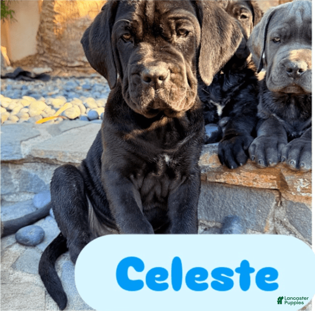 Cane Corso dogs for sale: Celeste - Image 2