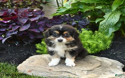 Miniature Australian Shepherd dogs for sale: Harry - Image 7