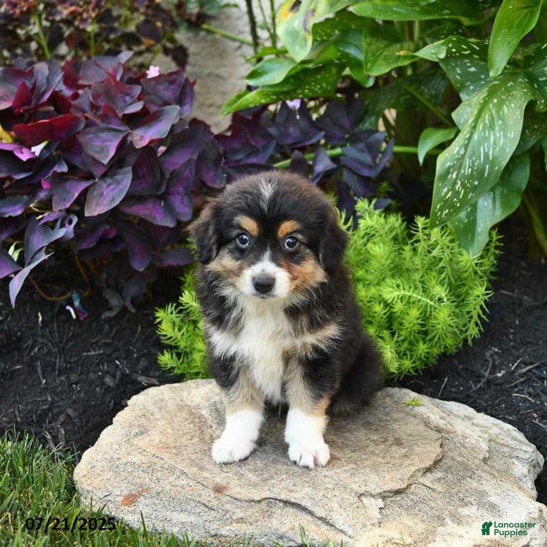Miniature Australian Shepherd dogs for sale: Harry - Image 7